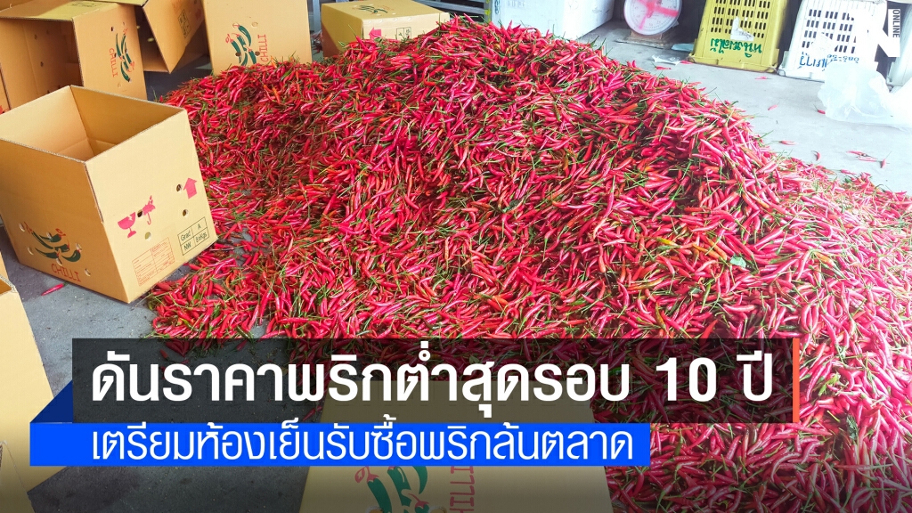 เตรียมห้องเย็นรับซื้อพริกล้นตลาดหลังราคาต่ำสุดในรอบ 10 ปี เตรียมห้องเย็นรับซื้อพริกล้นตลาดหลังราคาต่ำสุดในรอบ 10 ปี
