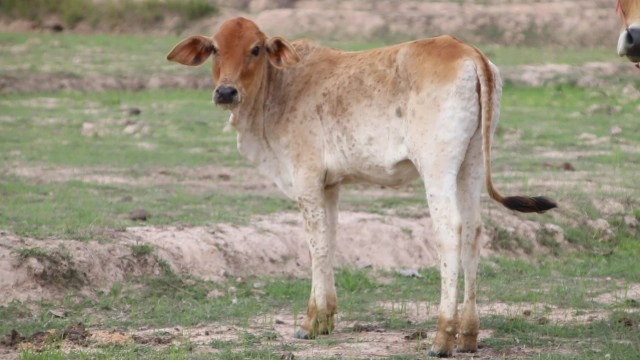 เกษตรกรผวา!วัวติดไวรัส ระบาดแล้วหลายหมู่บ้าน