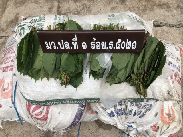 พบใบกระท่อมโยนข้ามชายแดน 150 กก.ผู้ต้องหาโดดหนี