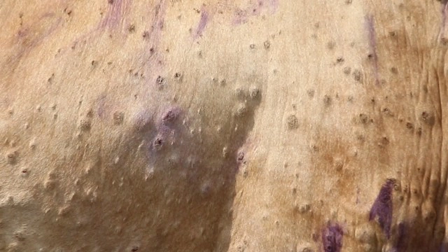 เกษตรกรผวา!วัวติดไวรัส ระบาดแล้วหลายหมู่บ้าน