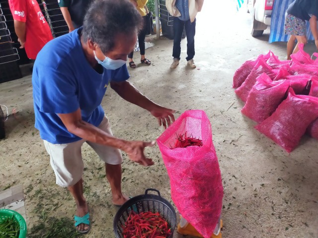 เตรียมห้องเย็นรับซื้อพริกล้นตลาดหลังราคาต่ำสุดในรอบ 10 ปี