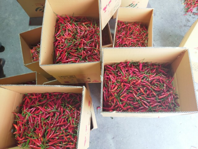เตรียมห้องเย็นรับซื้อพริกล้นตลาดหลังราคาต่ำสุดในรอบ 10 ปี