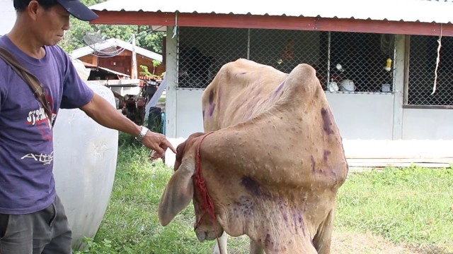 เกษตรกรผวา!วัวติดไวรัส ระบาดแล้วหลายหมู่บ้าน