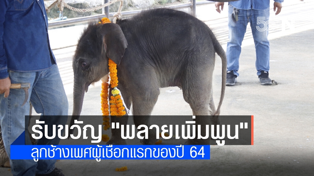 สวนนงนุชพัทยารับขวัญ "พลายเพิ่มพูน" ลูกช้างเชือกที่ 98