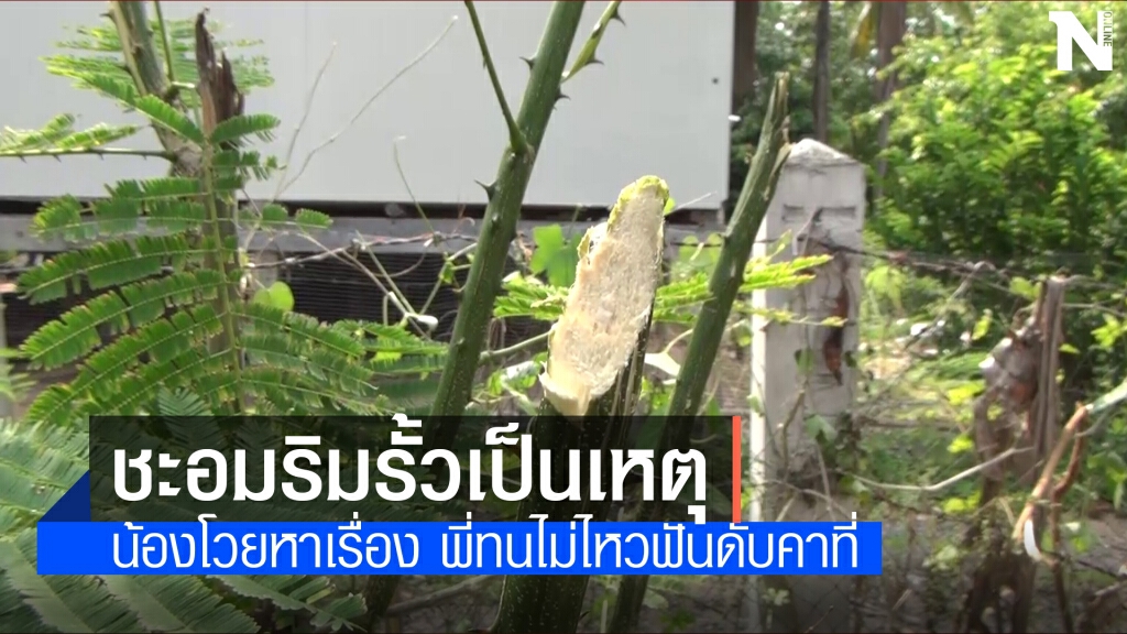 ฝากขังพี่ชายมือมีดฟันคอน้องปมตัดชะอมข้างบ้าน