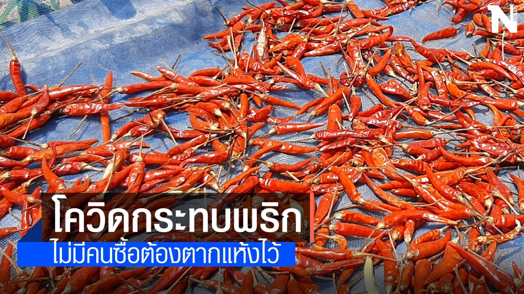 โควิดระลอกใหม่ส่งผลกระทบเกษตรกรผู้ปลูกพริก โควิดระลอกใหม่ส่งผลกระทบเกษตรกรผู้ปลูกพริก