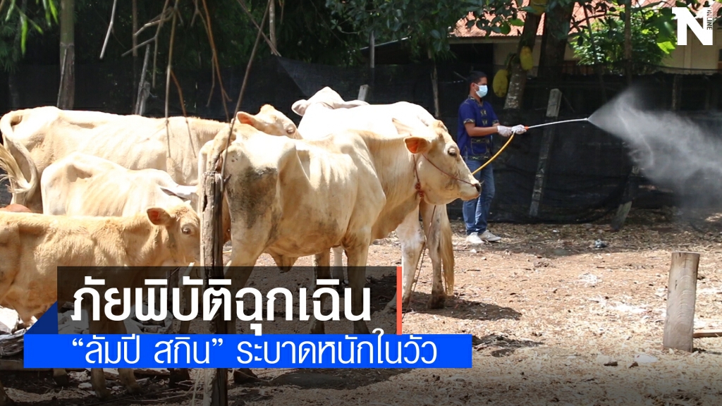 ปศุสัตว์มุกดาหารเตรียมประกาศ เขตภัยพิบัติฉุกเฉินโรคลัมปีสกินระบาด ปศุสัตว์มุกดาหารเตรียมประกาศ เขตภัยพิบัติฉุกเฉินโรคลัมปีสกินระบาด