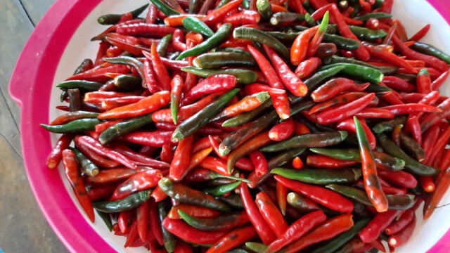 โควิดระลอกใหม่ส่งผลกระทบเกษตรกรผู้ปลูกพริก