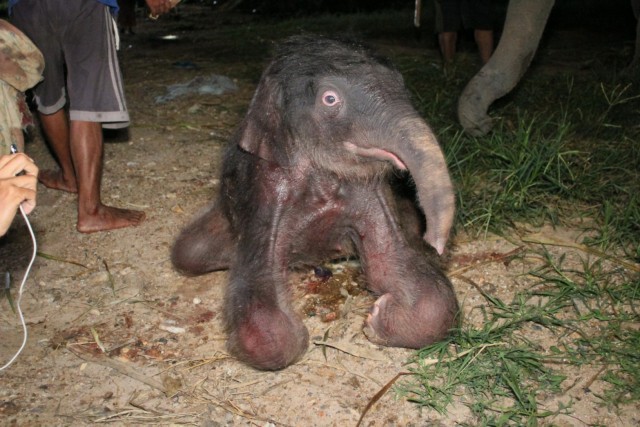 สวนนงนุชพัทยารับขวัญ "พลายเพิ่มพูน" ลูกช้างเชือกที่ 98