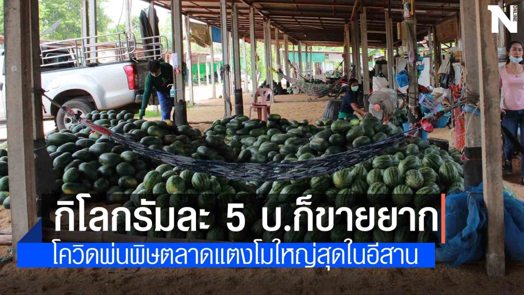 พิษโควิดตลาดแตงโมแทบร้าง หนักสุดในรอบสิบปี พิษโควิดตลาดแตงโมแทบร้าง หนักสุดในรอบสิบปี
