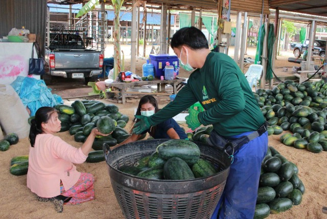 พิษโควิดตลาดแตงโมแทบร้าง หนักสุดในรอบสิบปี