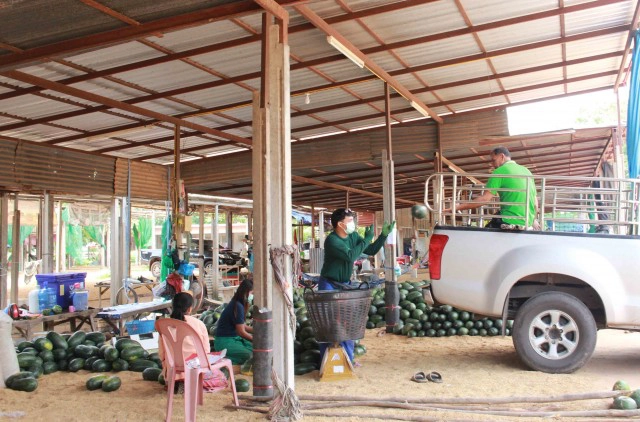 พิษโควิดตลาดแตงโมแทบร้าง หนักสุดในรอบสิบปี