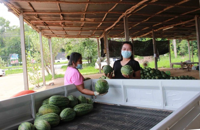 พิษโควิดตลาดแตงโมแทบร้าง หนักสุดในรอบสิบปี