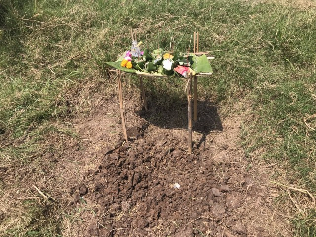 ชาวนาแลกหว่านข้าวตามพิธีโบราณ