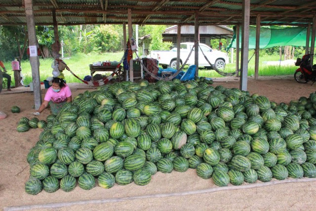 พิษโควิดตลาดแตงโมแทบร้าง หนักสุดในรอบสิบปี
