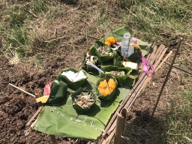 ชาวนาแลกหว่านข้าวตามพิธีโบราณ