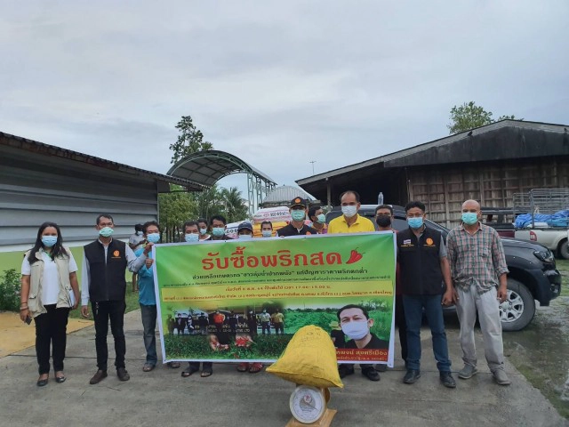 "สัณหพจน์" คิกออฟ รับซื้อ "พริกเขียว" เกษตรกรลุ่มน้ำปากพนัง