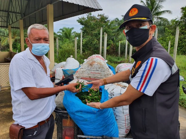 "สัณหพจน์" คิกออฟ รับซื้อ "พริกเขียว" เกษตรกรลุ่มน้ำปากพนัง