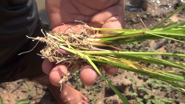 เกษตรกรโวยรัฐขุดลอกลำห้วยปิดทางระบายทำน้ำท่วมนาข้าวพันไร่