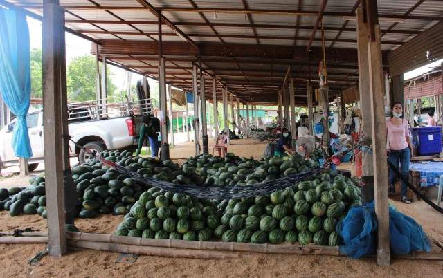 พิษโควิดตลาดแตงโมแทบร้าง หนักสุดในรอบสิบปี