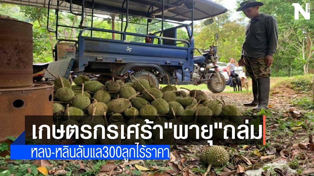 พายุถล่ม"หลง-หลิน"ลับแล300ลูกไร้ราคา