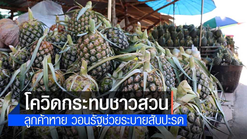 ชาวสวนสับปะรดโอด ไร้พ่อค้ารับซื้อ
