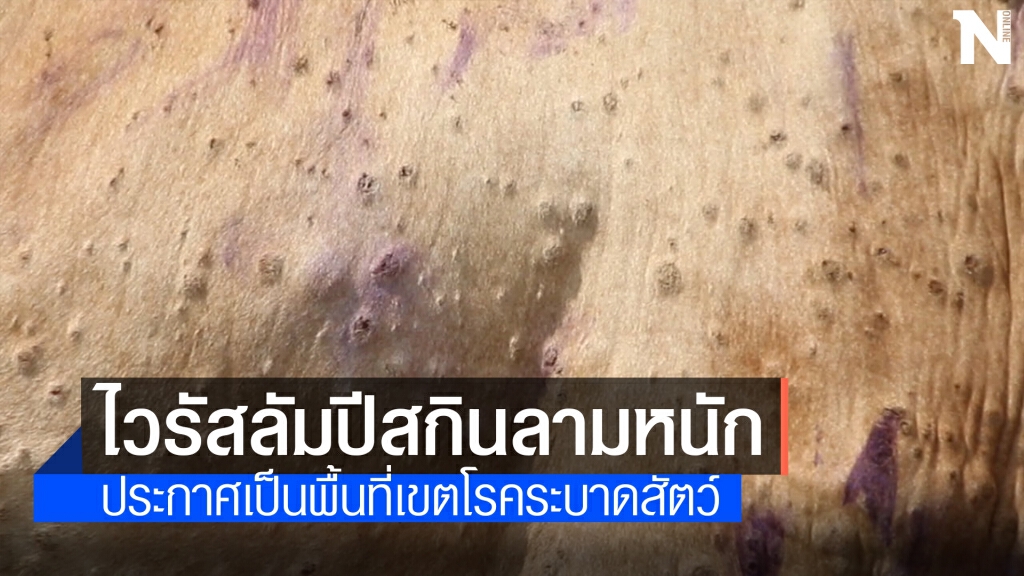 มุกดาหารประกาศเป็นพื้นที่เขตโรคระบาดสัตว์