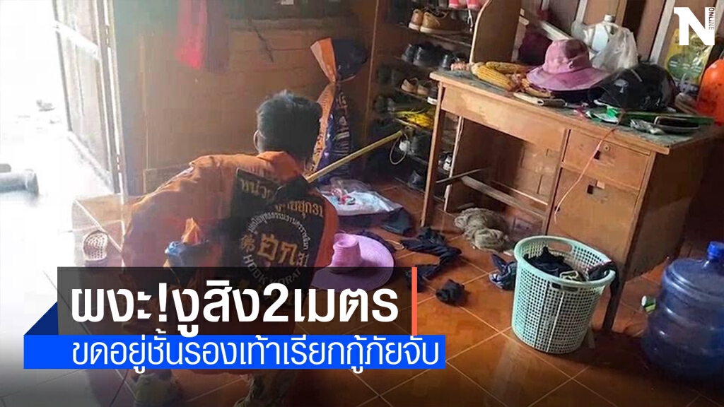 อยู่บ้านหยุดเชื้อ ผงะ!ทำความสะอาดชั้นรองเท้าพบงูยาวกว่า2เมตร