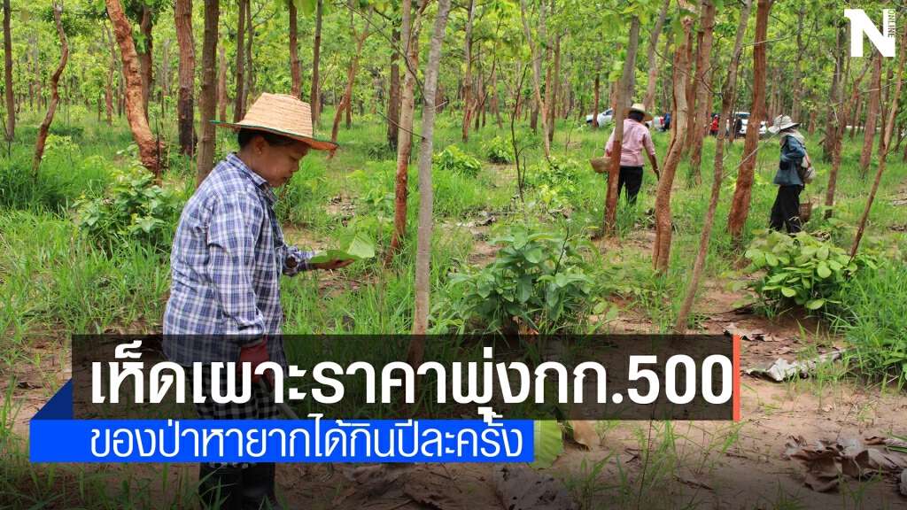 เห็ดเผาะหายากปีละครั้ง ราคาพุ่งกก.500บาท