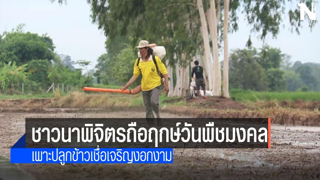 ชาวนาพิจิตรถือฤกษ์วันพืชมงคล-เพาะปลูกข้าว ชาวนาพิจิตรถือฤกษ์วันพืชมงคล-เพาะปลูกข้าว
