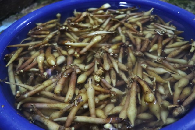 หนุ่มชลประทานทำน้ำกระชายขาวสกัด-โกยวันละ3พันบาท