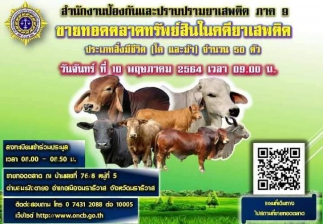 ป.ป.ส.จัดประมูล "โคและม้า" ของกลางคดียาเสพติด 50 ตัว