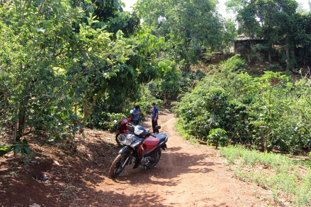 แจงปมดราม่า"ลูกพลัม"โครงการหลวง