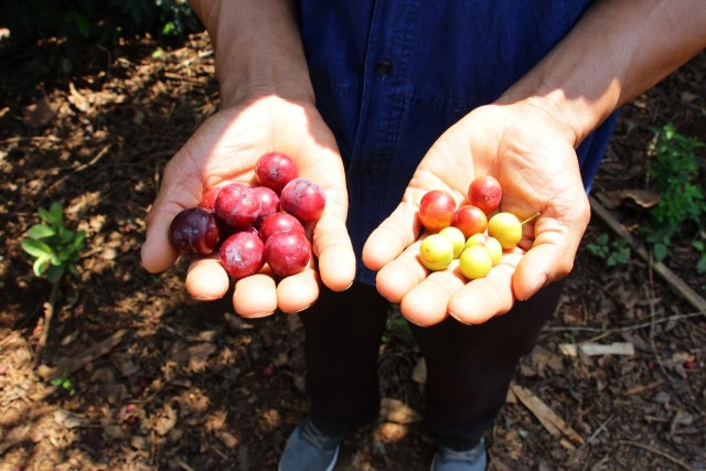 แจงปมดราม่า"ลูกพลัม"โครงการหลวง