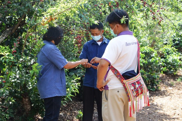 แจงปมดราม่า"ลูกพลัม"โครงการหลวง