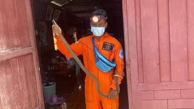 อยู่บ้านหยุดเชื้อ ผงะ!ทำความสะอาดชั้นรองเท้าพบงูยาวกว่า2เมตร
