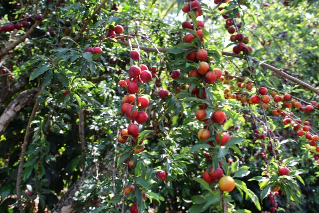 แจงปมดราม่า"ลูกพลัม"โครงการหลวง