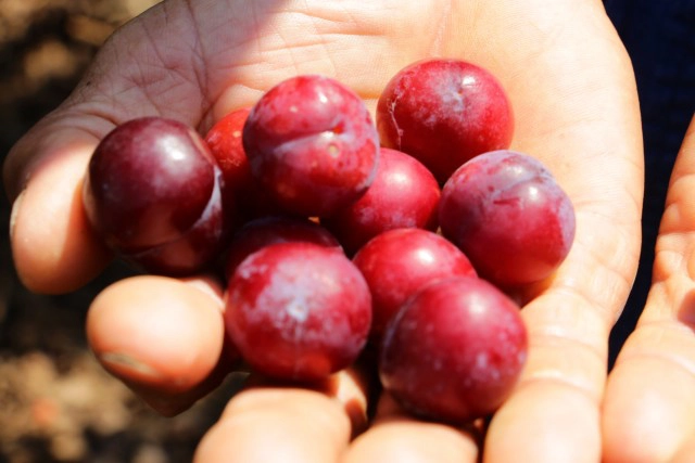 แจงปมดราม่า"ลูกพลัม"โครงการหลวง