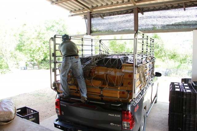 แจงปมดราม่า"ลูกพลัม"โครงการหลวง