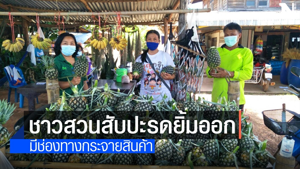 ชาวสวนสับปะรดหวานท่าอุเทนยิ้ม รัฐช่วยกระจายผลผลิต
