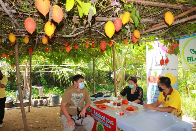 แปรรูป"ฟักข้าว"-ส่งออกสร้างรายได้งาม