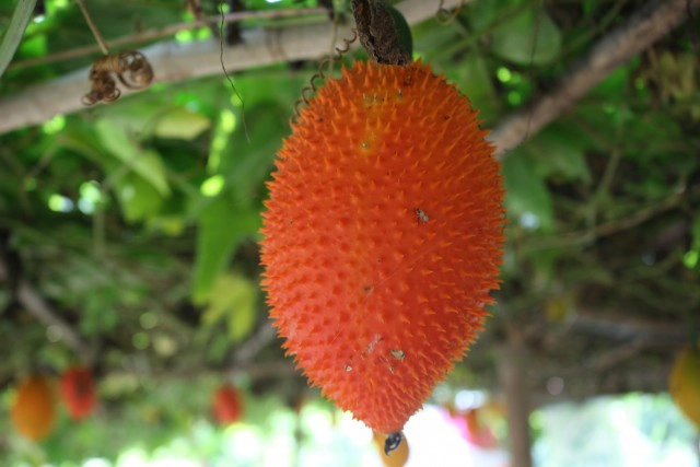 แปรรูป"ฟักข้าว"-ส่งออกสร้างรายได้งาม