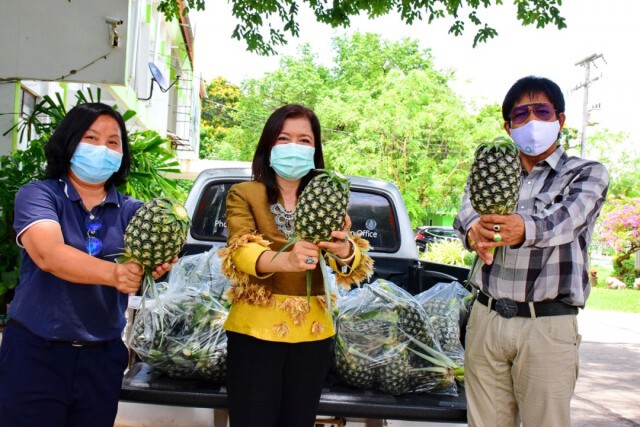 ชาวสวนสับปะรดหวานท่าอุเทนยิ้ม รัฐช่วยกระจายผลผลิต