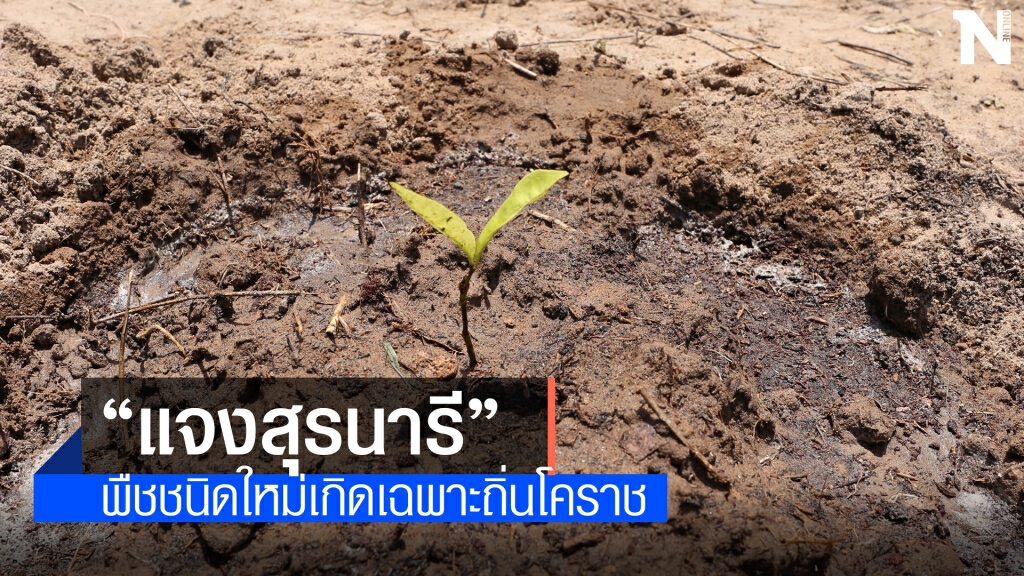 พบพืชชนิดใหม่ของโลกเฉพาะพื้นถิ่นโคราช จดชื่อ "แจงสุรนารี"