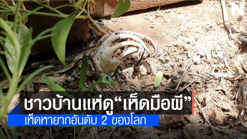 เห็ดมือผีโผล่ใต้ศาลพระภูมิ ชาวบ้านเชื่อมาให้โชค