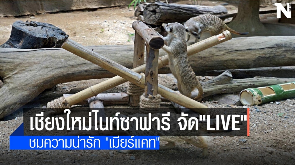 เชียงใหม่ไนท์ซาฟารี จัด"Live"-ชมความน่ารัก "เมียร์แคท"