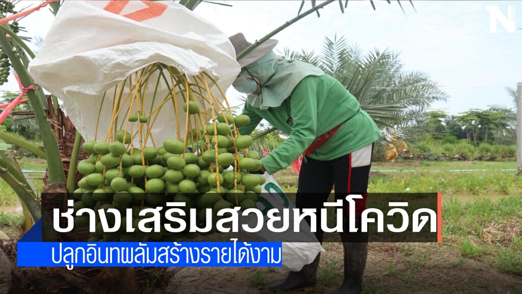 ช่างเสริมสวยหนีโควิด-ปลูกอินทผาลัมสร้างรายได้งาม