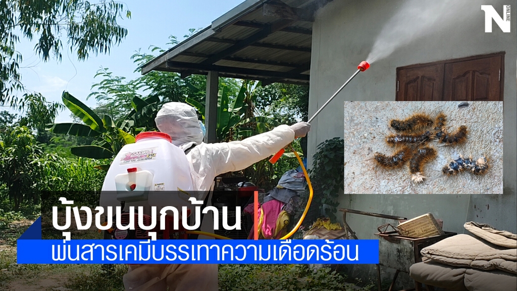 บุ้งขนบุกบ้าน ฝ่ายปกครองและกู้ภัยฉีดพ่นน้ำยากำจัดหลายร้อยตัว บุ้งขนบุกบ้าน ฝ่ายปกครองและกู้ภัยฉีดพ่นน้ำยากำจัดหลายร้อยตัว
