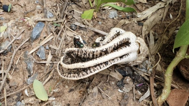 เห็ดมือผีโผล่ใต้ศาลพระภูมิ ชาวบ้านเชื่อมาให้โชค