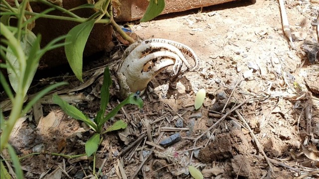 เห็ดมือผีโผล่ใต้ศาลพระภูมิ ชาวบ้านเชื่อมาให้โชค